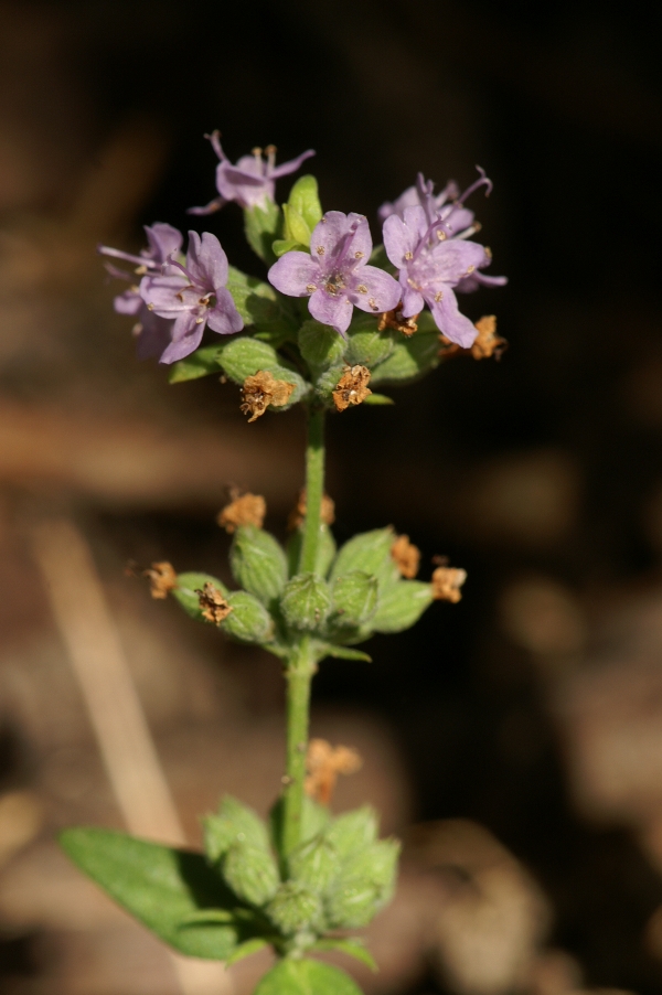 Mentha diemenica